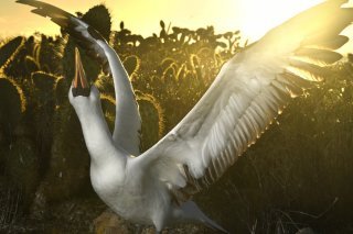 Les îles Galapagos, classées par l'Unesco au patrimoine mondiale de l'humanité pour leur faune et leur flore uniques, abritent environ 78 espèces d'oiseaux endémiques et indigènes (archives).